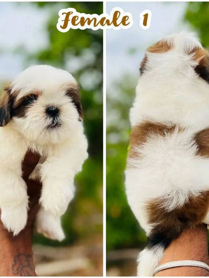 This female Shih Tzu puppy has a lovely mix of brown and white fur. We provide clear photos so you can see the exact puppy you are interested in.