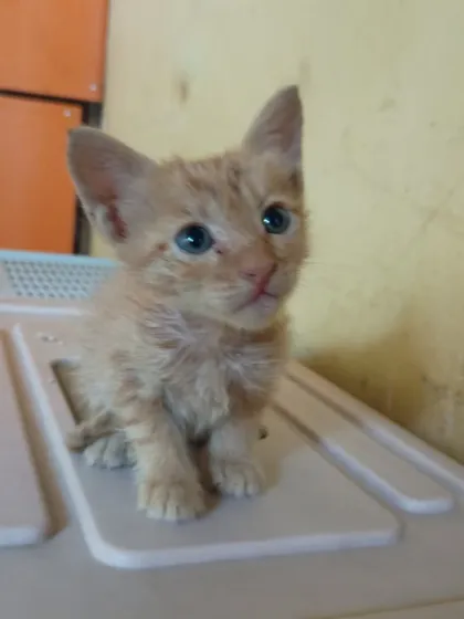 A close-up of a tiny ginger kitten with beautiful blue eyes. This little one was rescued as a newborn and has been hand-raised, making him incredibly friendly and affectionate.