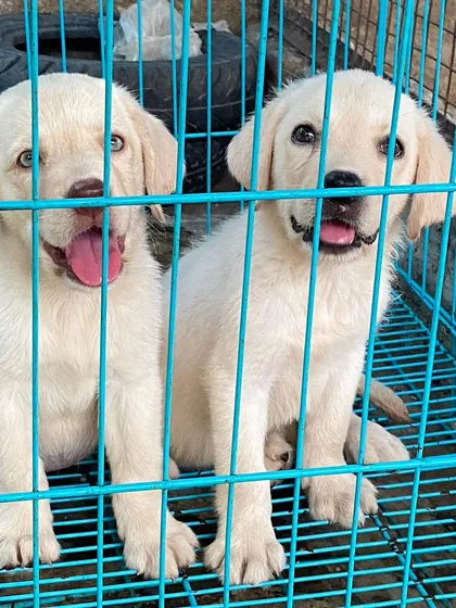 Two playful Labrador puppies in their crate, waiting for their next adventure. I provide a clean and safe environment for all my pups as they grow.