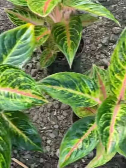 A close-up of an Aglaonema with pink veins. The colors are very bright and beautiful.