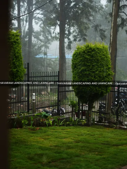 A view of a pristine lawn and sculpted evergreen on a misty day, creating a serene and atmospheric garden scene.