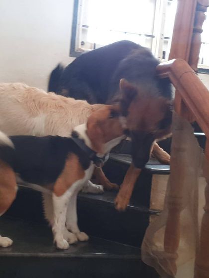 The Urban Dawg - Dog Training & Behavior Modification The Art of Socialization: Learning in a Pack photo 21