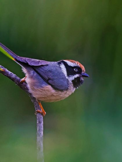 A Black-throated Tit is perched on a vertical branch among green leaves. The composition emphasizes the bird's small size and acrobatic nature.