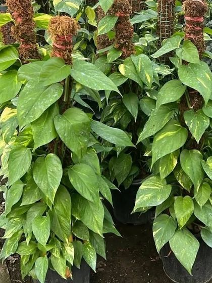 Here are two large Golden Pothos plants trained on moss poles. This is a great way to add a tall, green feature to your indoor space.