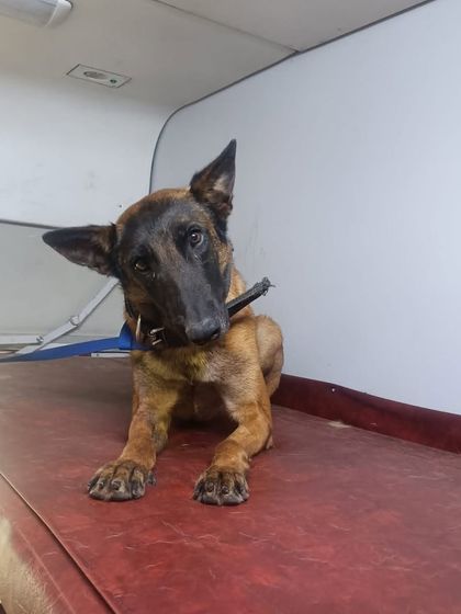 Global Pet Cab - Domestic Pet Relocation A Special Mission: Relocating Military K9s photo 4