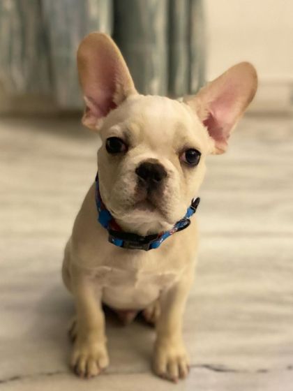 TailSpin - Puppy Training Program Happy Pups, Happy Families photo 22