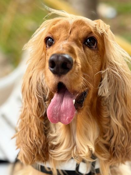 A close-up shot capturing Posto's beautiful, expressive eyes. It's impossible not to fall in love with that face.