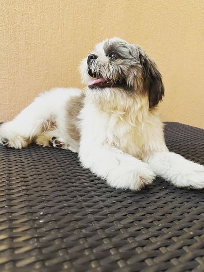 A happy Shih Tzu enjoying a relaxed moment at our cafe. This is the perfect spot to unwind with your furry companion by your side.