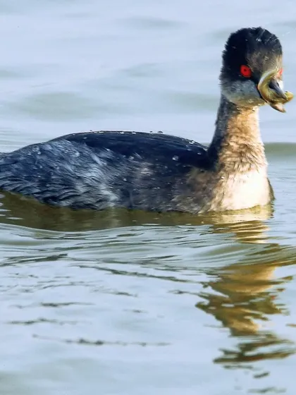 Here, the Black-necked Grebe has caught a small meal. They feed on a variety of aquatic life, from insects and crustaceans to small fish and tadpoles.