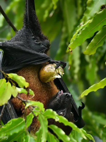 A mother Indian Flying Fox with her baby, sharing a piece of fruit. These bats are crucial pollinators and seed dispersers, acting as the farmers of the forest.