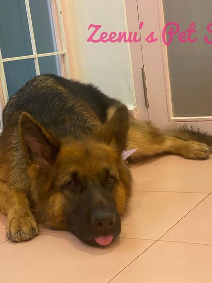 Zeenu's Pet Spa - Dog Grooming & Spa Gentle Giants & Large Breed Care photo 5