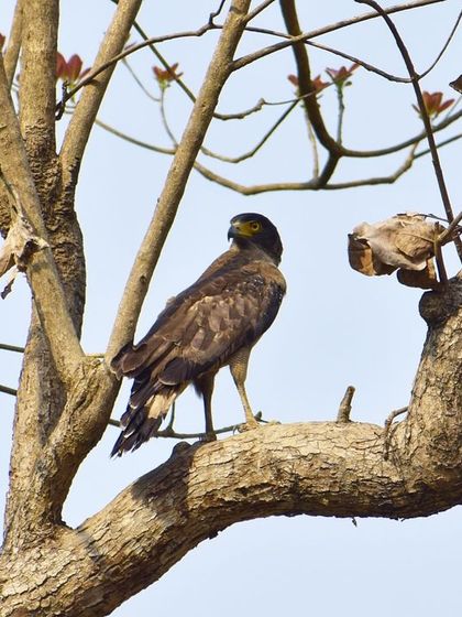Manya Upadhyay - Travel & Documentary Photography Wildlife Encounters photo 58