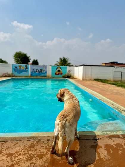 Fluffy Paws Pet Resort - Dog Park & Swimming Pool Splash & Swim: Our Human-Friendly Pool photo 43