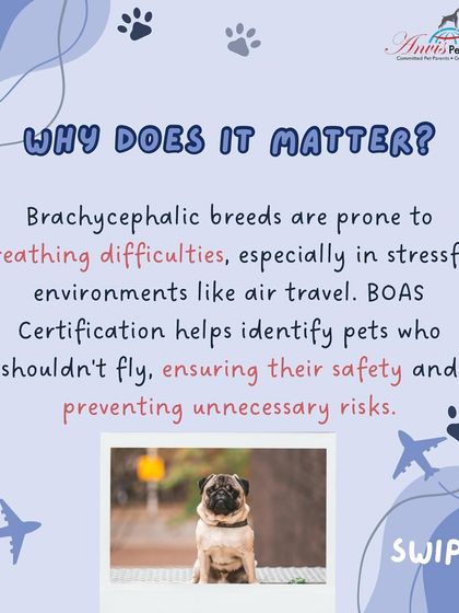 Anvis - Pet Relocation Specialized Care & Travel Options photo 9