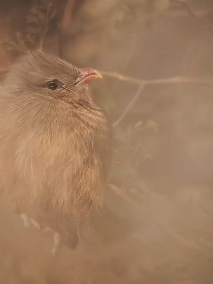 A Sirkeer Malkoha, with its distinctive red beak, basking in the sun, camouflaged by a thin layer of wild grass.