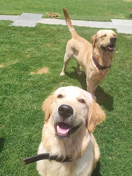 A fun, up-close shot of a smiling Golden Retriever with its Labrador friend in the background. Pure, unfiltered dog joy.