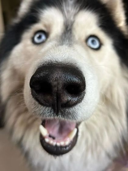Another adorable close-up of Ceasar. This playful, open-mouthed look captures the happy and curious spirit of a well-cared-for dog.
