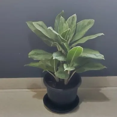 This is another variety of Aglaonema we provide for our rental customers, showcasing its resilience in an indoor office setting.