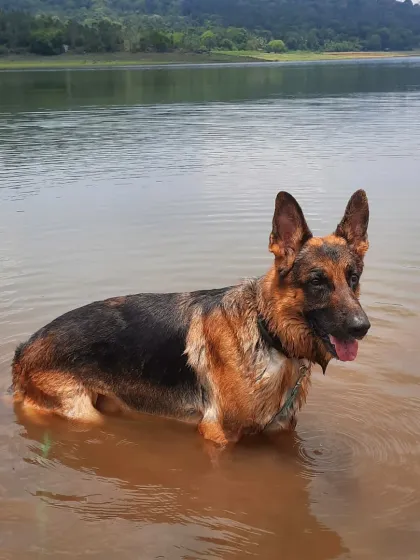 For a reactive dog like Theo, a crowded park is stressful, but a quiet lake is heaven. A huge part of managing reactivity is providing decompression walks in nature, allowing them to sniff, swim, and just be a dog away from their triggers.