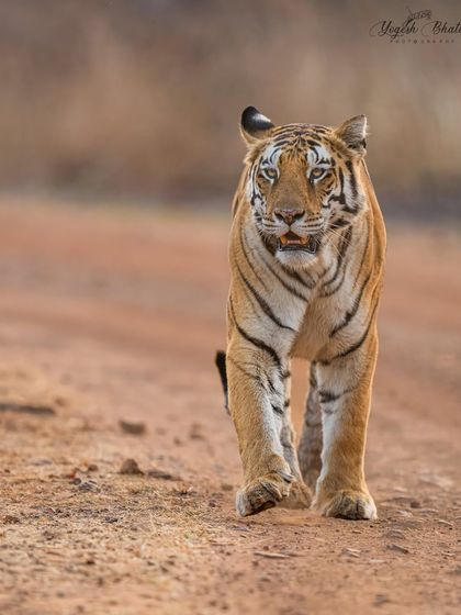 This vertical frame of a walking tigress demonstrates the power of shallow depth of field. Shooting wide open at f/2.8 isolates the face in sharp focus while the background melts away, directing the viewer's attention straight to her eyes.