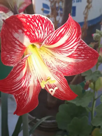 Bhardwaj - Urban Gardening Consultation A Riot of Colorful Flowers photo 120