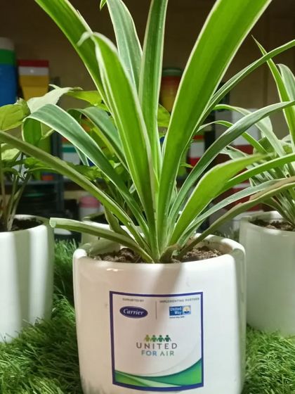 A close-up of a Spider Plant, one of the easiest and most effective air-purifying plants, ready for deployment in an office setting.