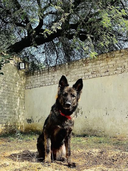 Another portrait of Karma. Her structure, expression, and intensity are everything we look for in a foundation female.