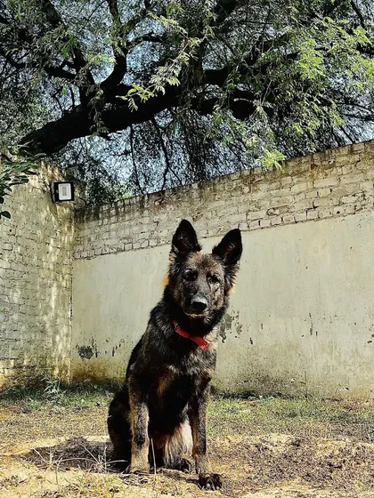 The beautiful and formidable Karma, enjoying a sunny day at our facility.
