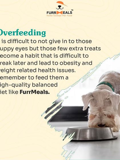 This comprehensive guide for new pet parents covers five key areas: establishing yourself as the pack leader, obedience training, avoiding overfeeding, ensuring enough exercise, and the importance of regular vet visits.