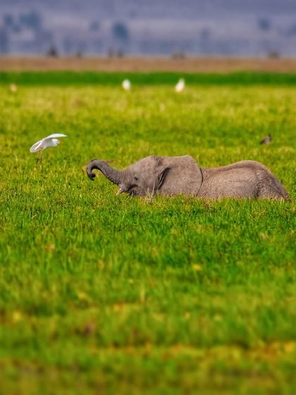 African Journeys: Savannahs, Jungles, and Great Apes photo 11