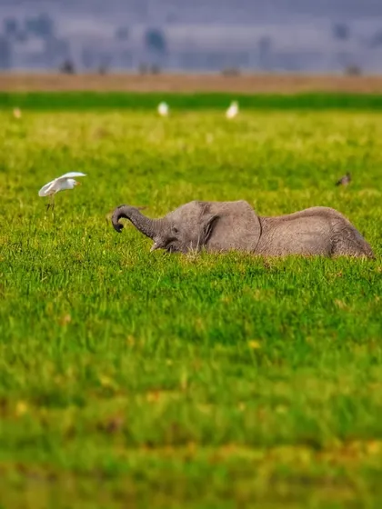 A baby elephant plays in the lush green swamps of Amboseli, Kenya, interacting with a cattle egret. These playful moments are crucial for a young elephant's development and a joy to witness.
