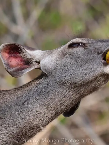 A large Sambar deer uses all its strength to crack open the hard, woody shell of a Bael fruit. It is a fascinating trial of life to observe this effort to reach the nutritious sweet pulp inside.