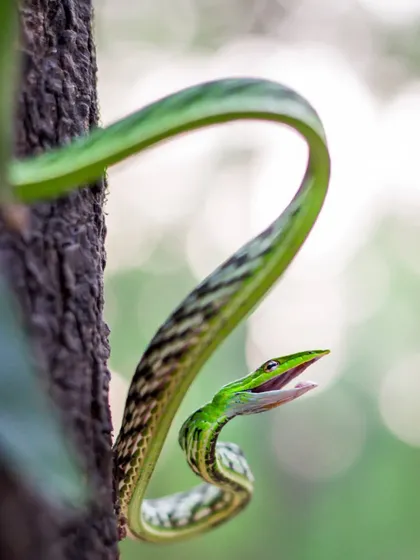 A Green Vine Snake, perfectly adapted to its arboreal life, seen here during the monsoon. The vibrant greens of the forest come alive during this season, providing the perfect backdrop for these slender hunters.