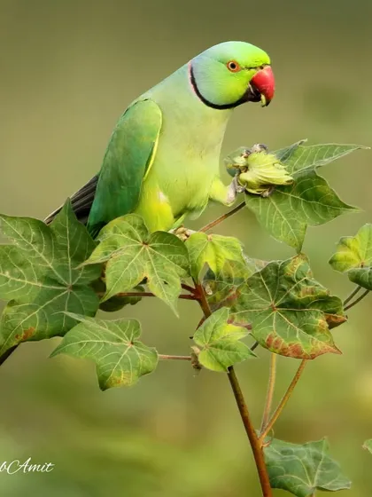 A Rose-ringed Parakeet enjoys a meal of cotton flowers. This common bird, a familiar sight to many, is a reminder that beauty can be found everywhere, even in our own backyards. This was my 100th post, a celebration of a bird loved by all.