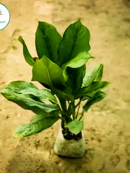 This is a young Aglaonema plant, ready to be potted and find a new home. Even at this size, its distinctive leaf patterns are already showing.