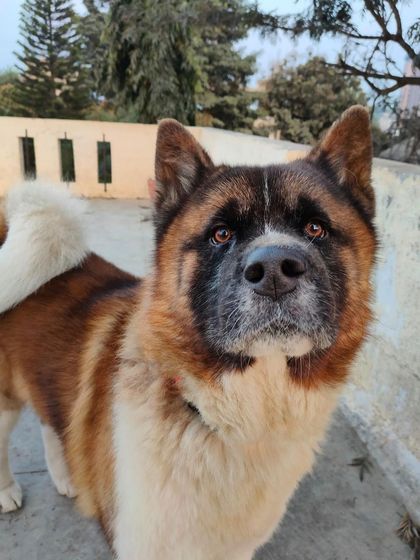 Stay - Dog Boarding Pups, Seniors & Special Care photo 10