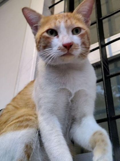 Payasam posing for the camera. This handsome ginger and white cat is neutered, vaccinated, and litter trained. He is ready for his forever family.