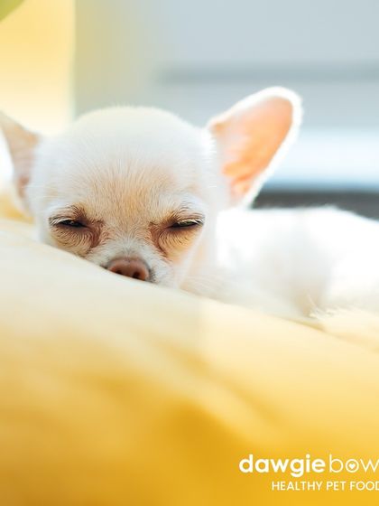 "Awwing over my pet sleeping is my part-time job!" I think all pet parents can relate to this. A well-fed pet is a content and sleepy pet.