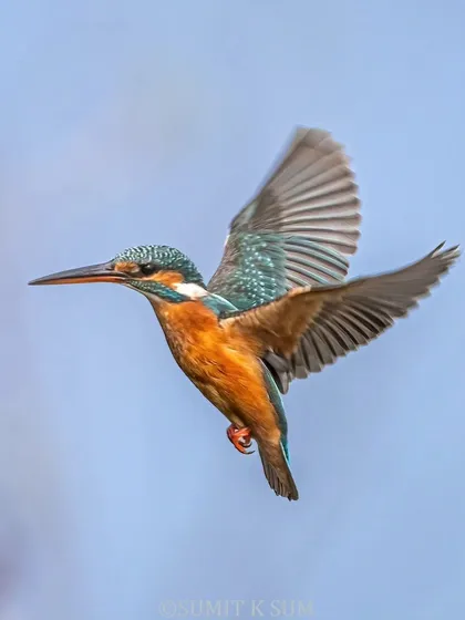 Freezing the motion of a Common Kingfisher in mid-flight is a technical challenge that brings immense satisfaction. In my field sessions, I guide you on how to master shutter speeds and panning techniques to capture these fleeting moments of aerial grace.