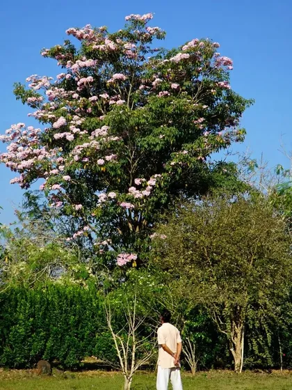 Captions for these will follow the same descriptive and serene tone, focusing on the specific flower, tree, or natural scene depicted and its connection to the ashram experience (e.g., "The Pink Trumpet tree in full bloom, a sign of spring at the ashram," "A lotus flower opens in the morning, just in time for meditation," "The sun's light filtering through the leaves, a reminder of the light within.").