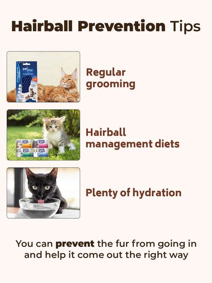 Augie Pets - Pet Grooming Services Seasonal & Health Care Guides photo 20
