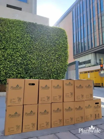Ready for dispatch. A large corporate order, securely packed in our branded Plantwale boxes, is lined up for delivery, showcasing our capacity to manage and fulfill high-volume requests professionally.