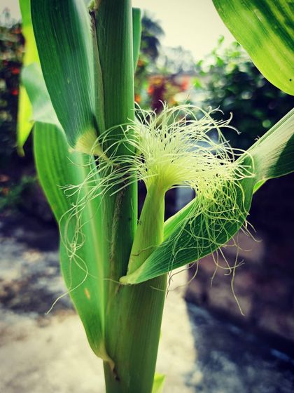 My Balcony Farm: Growing Your Own Food photo 6