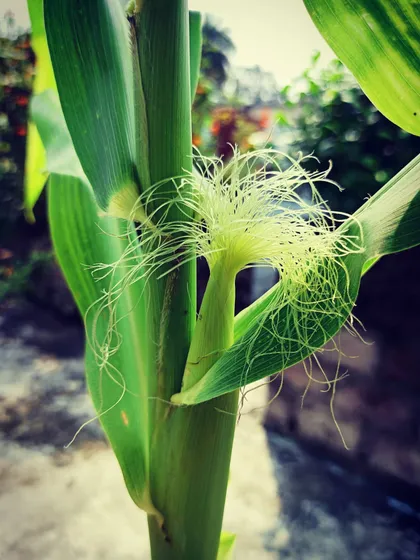 Another shot of the beautiful corn silk. Understanding pollination is a key part of successfully growing fruiting vegetables.