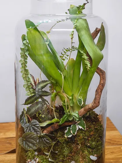 This shot shows the full height of the large oval terrarium, highlighting the impressive bromeliad plant at its center. It's a self-sustaining piece of living art.