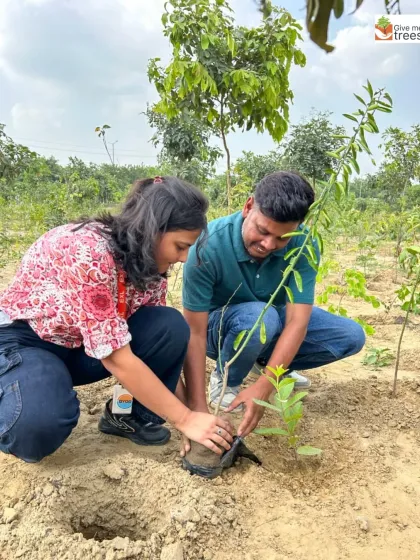 These images showcase individual employees from EXL, Marsh, Amdocs, Telus, HCL, and Northern Trust deeply engaged in the act of planting. Each photo captures a personal moment of connection with nature, showing the focus and care that our corporate volunteers bring to these drives.