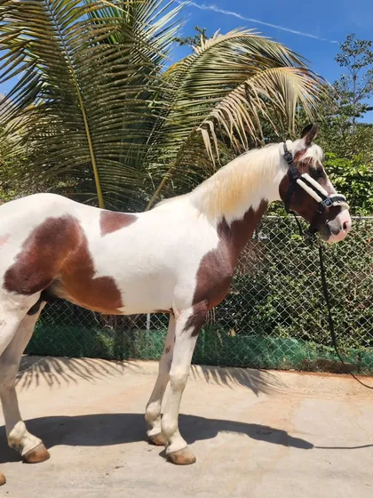Introducing our new Kathiyawadi stallion. This magnificent paint horse stands at 59 inches and has a striking 'Lal Ablak' coat, a proud addition to our collection.