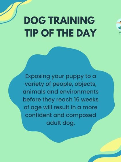 Furry Story - Pet Sitter & Home Boarder Training Starting Strong: Puppy Care & Socialization photo 3