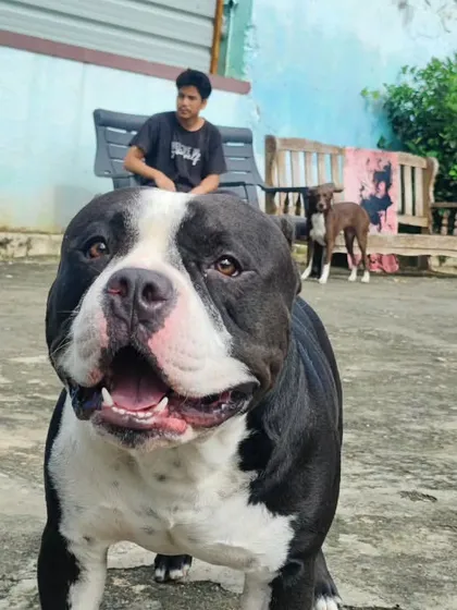 I think I just like my voice. Juno looking very proud of himself.