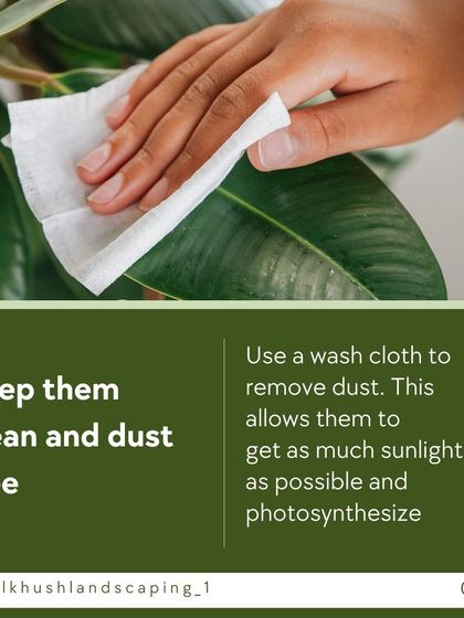Keeping leaves clean and free of dust is essential for plant health. A simple wipe with a damp cloth allows the plant to absorb maximum sunlight for photosynthesis.